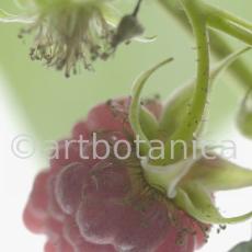 Himbeere-Rubus-idaeus-21