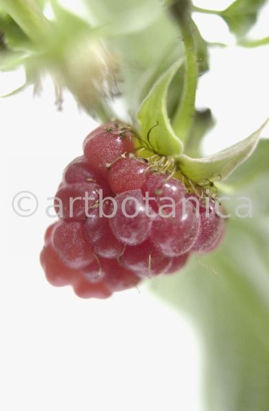 Himbeere-Rubus-idaeus-15