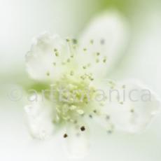 Himbeere-Rubus-idaeus-2