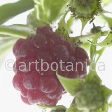 Himbeere-Rubus-idaeus-24