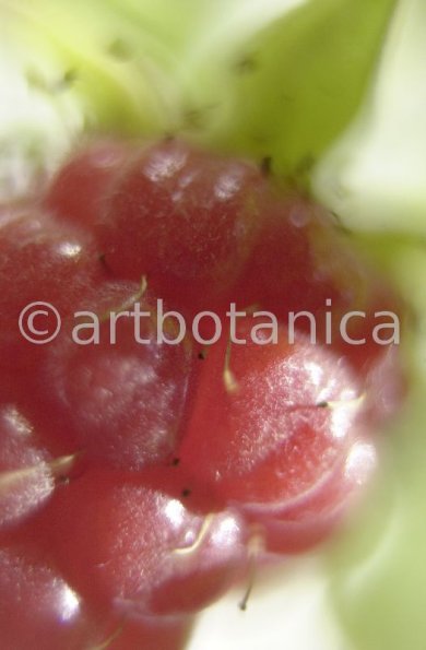 Himbeere-Rubus-idaeus-20