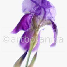 Iris-Iris versicolor-45