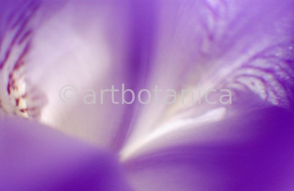 Iris-Iris versicolor-53