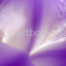 Iris-Iris versicolor-53