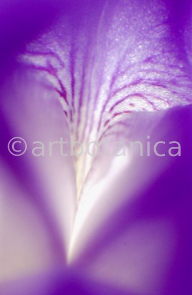 Iris-Iris versicolor-51