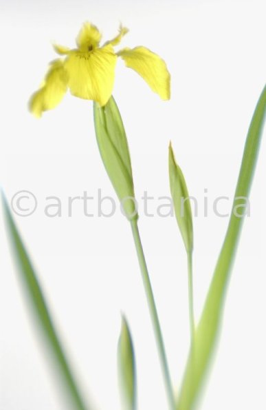 Iris-gelb--B---Iris-versicolor--8