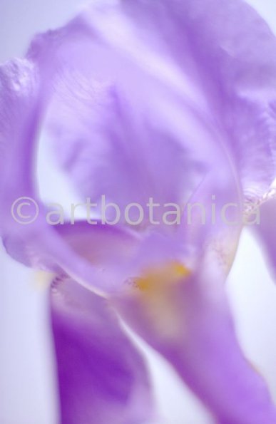 Iris-Iris versicolor-34