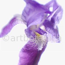 Iris-Iris versicolor-49