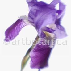 Iris-Iris versicolor-47