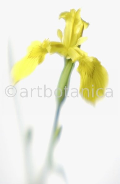 Iris-gelb--B---Iris-versicolor--13