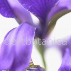 Iris-Iris versicolor-2
