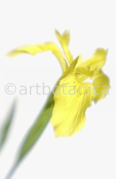 Iris-gelb--B---Iris-versicolor--17