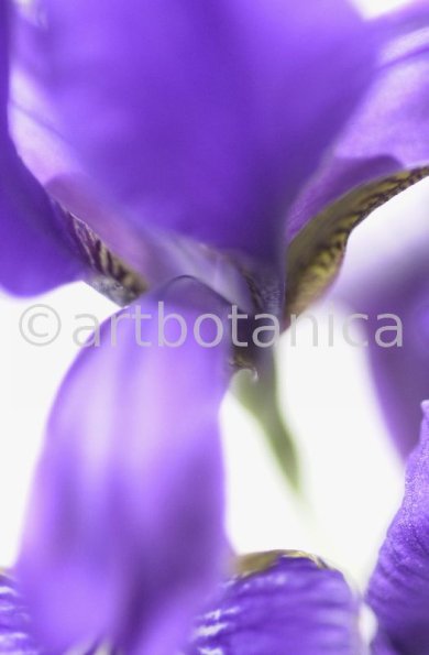 Iris-Iris versicolor-1