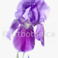 Iris-Iris versicolor-58