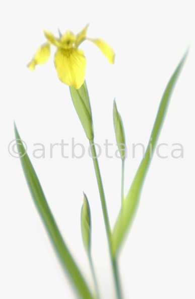 Iris-gelb--B---Iris-versicolor--7