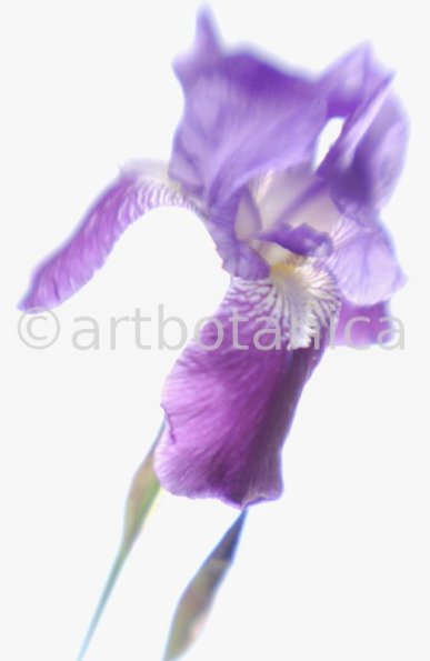 Iris-Iris versicolor-48