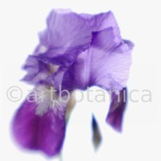 Iris-Iris versicolor-42