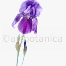 Iris-Iris versicolor-41