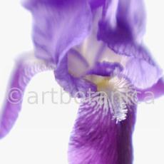 Iris-Iris versicolor-50