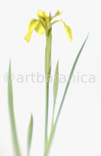 Iris-gelb--B---Iris-versicolor--9