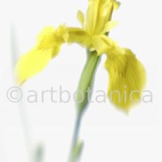 Iris-gelb--B---Iris-versicolor--13