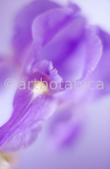 Iris-Iris versicolor-37