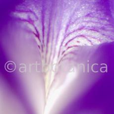 Iris-Iris versicolor-51