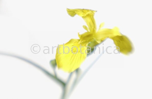Iris-gelb--B---Iris-versicolor--15