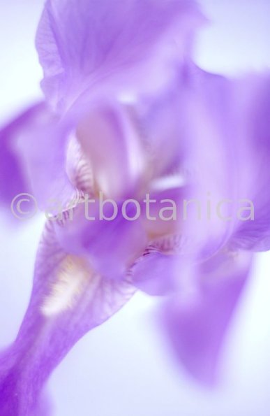 Iris-Iris versicolor-32
