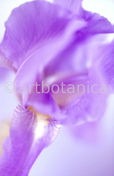 Iris-Iris versicolor-36