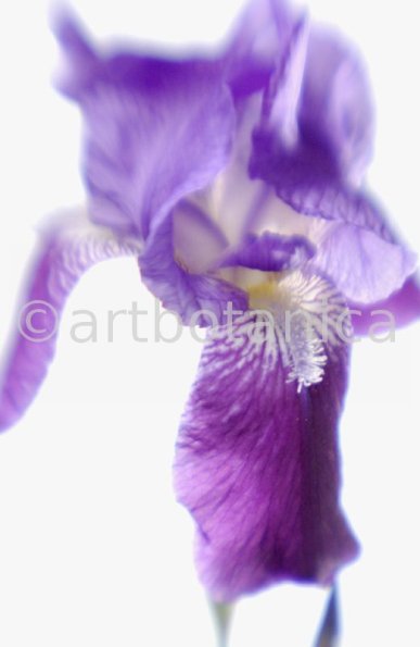 Iris-Iris versicolor-50