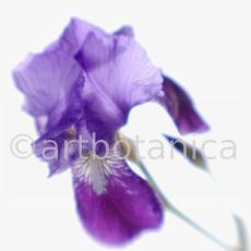 Iris-Iris versicolor-43