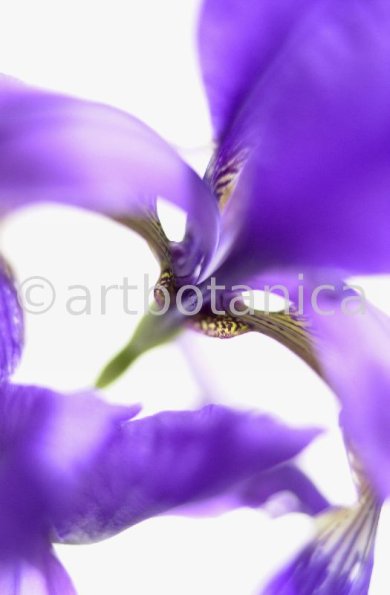Iris-Iris versicolor-7