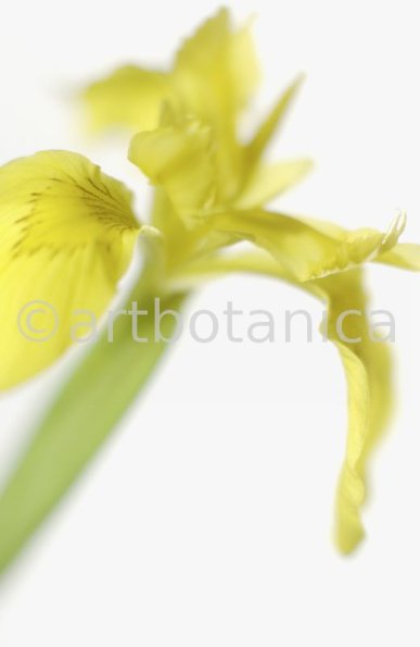 Iris-gelb--B---Iris-versicolor--6