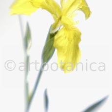 Iris-gelb--B---Iris-versicolor--16
