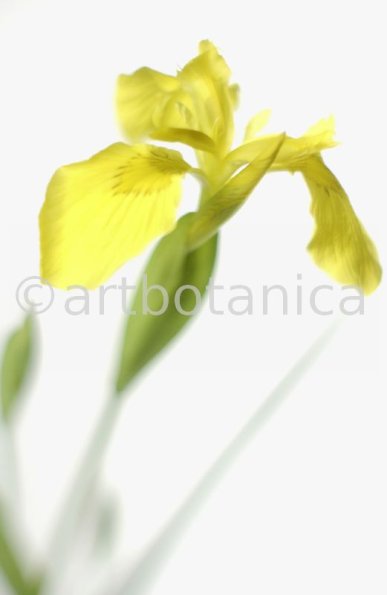 Iris-gelb--B---Iris-versicolor--3