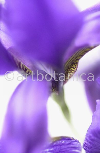 Iris-Iris versicolor-6