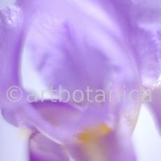 Iris-Iris versicolor-34