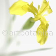 Iris-gelb--B---Iris-versicolor--4