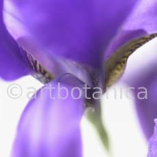 Iris-Iris versicolor-1