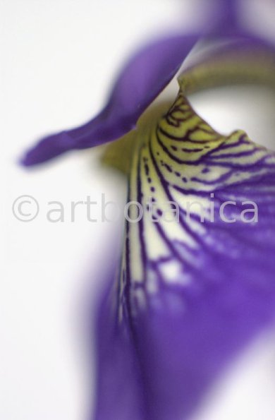Iris-Iris versicolor-3