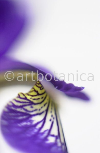 Iris-Iris versicolor-4