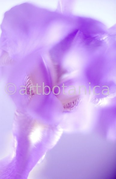 Iris-Iris versicolor-39