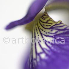 Iris-Iris versicolor-3