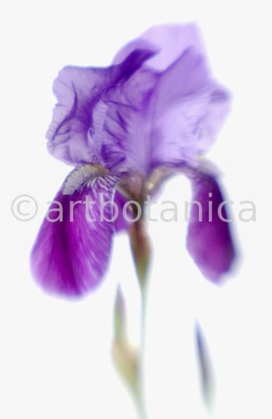 Iris-Iris versicolor-55