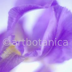 Iris-Iris versicolor-33