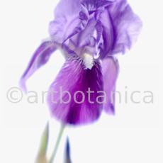 Iris-Iris versicolor-57