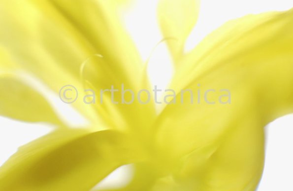 Iris-gelb--B---Iris-versicolor--10