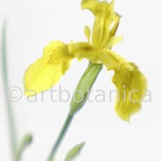 Iris-gelb--B---Iris-versicolor--14