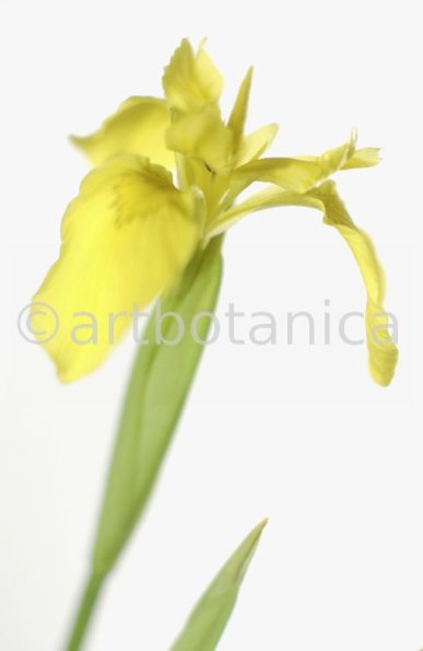 Iris-gelb--B---Iris-versicolor--5